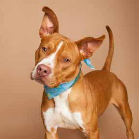 Orange dog with white chest with head cocked to side and ears up and a blue handkerchief around it's collar.
