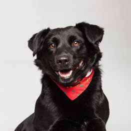 black dog with red handkerchief around it's collar
