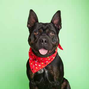 black dog with ear's picked up, a red handkerchief around it's collar, and tongue lolling out of it's mouth